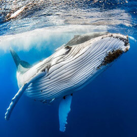 humpback whales booking adventures