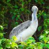teen pelican in the nest booking adventures
