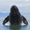 whale wiwo Samana bay