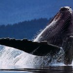 Wiwo Whales22 1