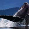 Whales Wiwo22