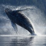 Whales wiwo24