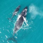 Whales wiwo30